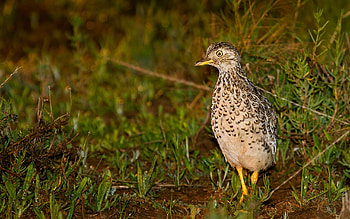 Plains Wanderer, animal, wanderer, bird, plains HD wallpaper