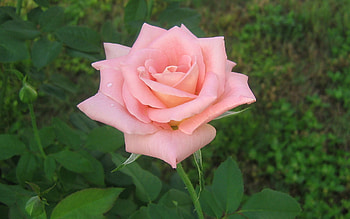 Plants, Flowers, Roses HD wallpaper