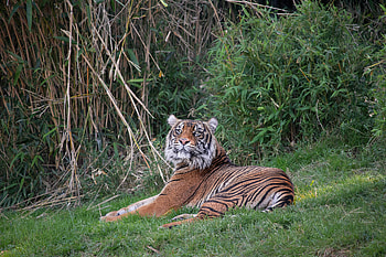Animals, Grass, Predator, Big Cat, Sight, Opinion, Tiger HD wallpaper