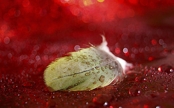 Drops, Feather, Macro, Surface, Pen HD wallpaper