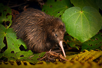 Two kiwi species, No longer endangered, Red List CNN HD wallpaper