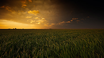 Sunset Fields, fields, nature, sunset HD wallpaper