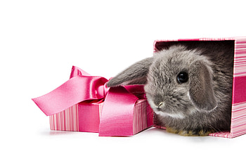 Animals, Rodents, Rabbits HD wallpaper