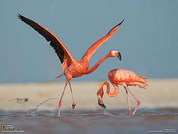 Flamingos, blue, wings, flamingo, dance, bird, pasare, beach, summer, pink, couple HD wallpaper