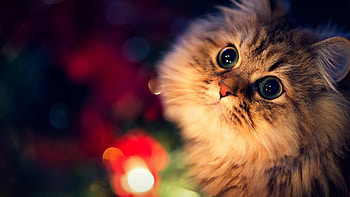 Cat's curiosity, Sitting pretty, Trump gem, Whiskered charm HD wallpaper