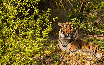 Tiger, animal, cat, resting HD wallpaper