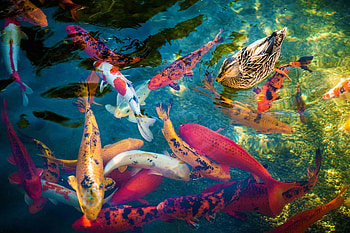 Duck, Koi HD wallpaper