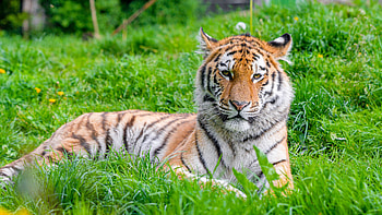 Yellow Eyes Tiger With Stare Look Is Lying Down On Green Grass Tiger HD wallpaper