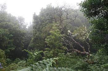 Laurel Forest, laurel, portugal, forest, madeira HD wallpaper