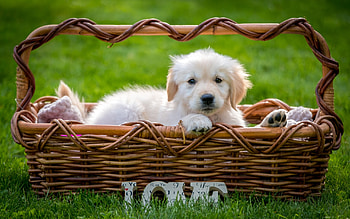 Retrieve puppy, Dog, Basket, Pretty, Cute, Small dog HD wallpaper