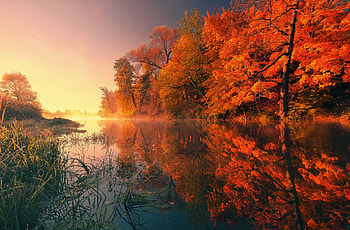 River, Autumn, Forest, Trees HD wallpaper