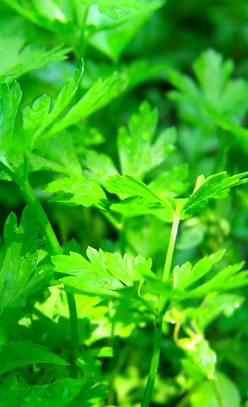 Parsley plant, CC BY license HD phone wallpaper