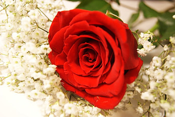 Beautiful rose for my beautiful sister Tatjana, rose, graphy, flower, red, nature, red rose HD wallpaper