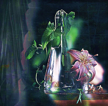 Lily and ivy, still life, pink, ivy, green, vase, water, lily HD wallpaper