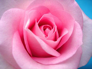 Pinky Rose for My Lovely Gayatri, pink, flower, soft, nature, petal, beauty HD wallpaper