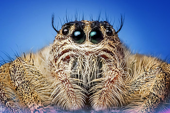 Macro, Eyes, Insect, Spider HD wallpaper