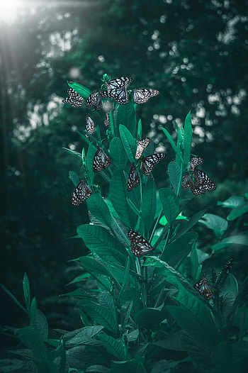 Butterflies, Leaves, Plant, Macro, Blur, Smooth HD phone wallpaper