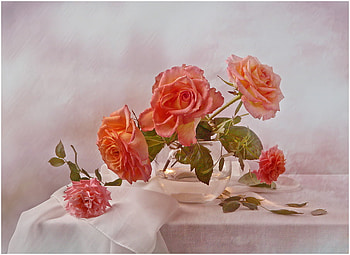 still life, bouquet, graphy, roses, elegantly, vase, beautiful, nice, rose, flower, cool, flowers, , water, harmony HD wallpaper