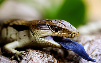 Blue Tongued Skink, Reptile, k, , Skink, Blue tongue HD wallpaper