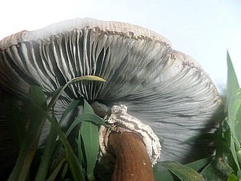 mushroom, gray, white, nature HD wallpaper