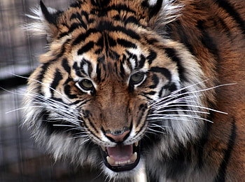 TIGER, ANGRY, WILD, CAT HD wallpaper