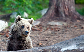 Animals, Summer, Forest, Bear, Astonishment, Surprise HD wallpaper