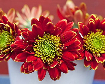 Dahlias, patels, red, vase, flowers, dahlies HD wallpaper