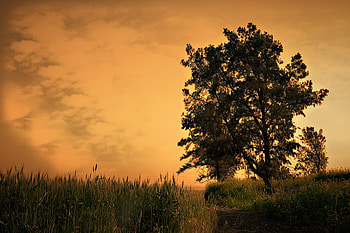 Autumn Sunset, autumn fall, art , beautiful, orange, tree, field, autumn, sky, sunset HD wallpaper