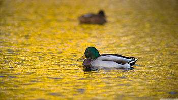 golden reflection, duck, bird, water, yellow HD wallpaper