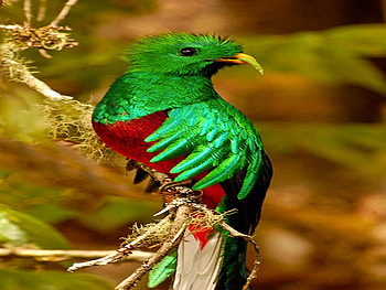 fluffy, colorful, beautiful, egzotic, bird HD wallpaper