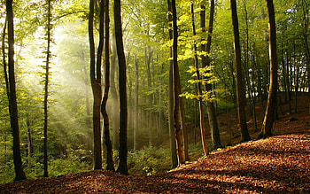 Sunlight, landscape, autumn, beautiful, nature, amazing, sun, forest HD wallpaper