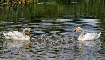 Swan, Animals, Graceful birds HD wallpaper