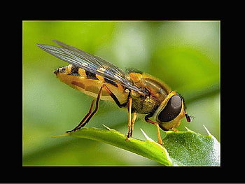 Animals, bees, birds, eagle, cute HD wallpaper