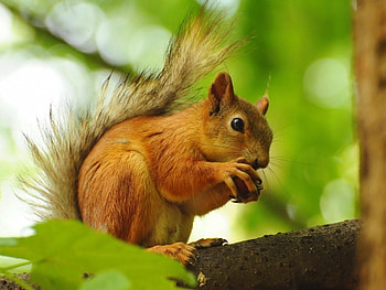 Squirrel enjoying nut, Playful activity, Lovely creature, Wildlife graphy HD wallpaper
