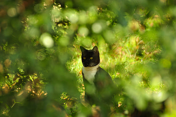 Animals, Grass, Sit, Cat, Branches HD wallpaper