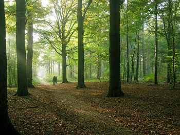 Forest, leaves, green, trees, autumn, forests, nature HD wallpaper