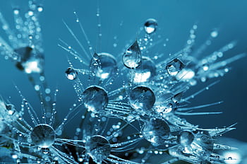 Stunning macro graphy of dewdrops on dandelion seeds creating a sparkling effect. HD wallpaper