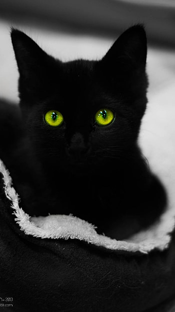 Black Cat, Adorable Cat, Cute Cat HD phone wallpaper