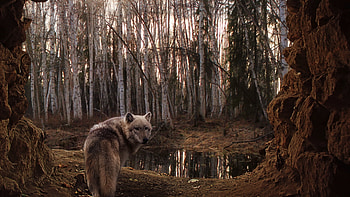 Animals, Wolfs HD wallpaper