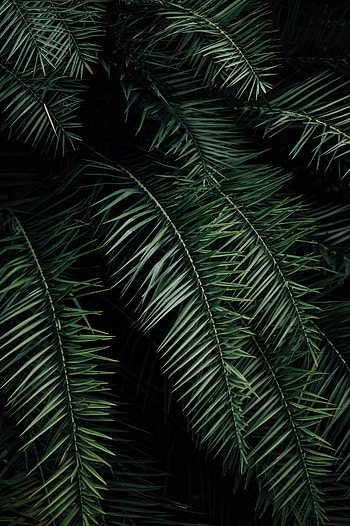 Nature, Leaves, Dark, Palm, Branches HD phone wallpaper