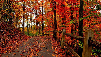 Autumn path, Road, Autumn, Trees, Walk, Forest HD wallpaper
