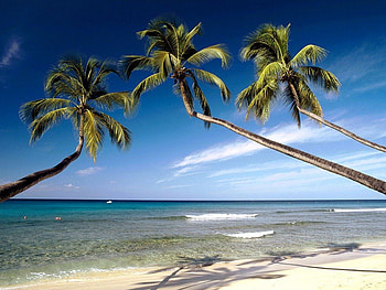 Three Palms., sea, the, an, of HD wallpaper