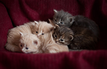Kittens, cat, animal, sweet, pisici, cute, pet HD wallpaper