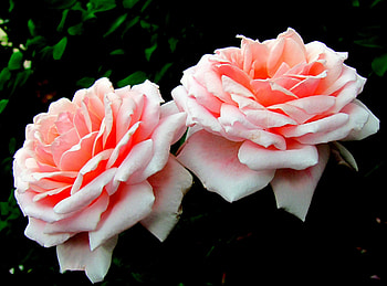 Flowers, Roses, Dark, Couple, Pair, Close-Up, Buds, Darkly HD wallpaper