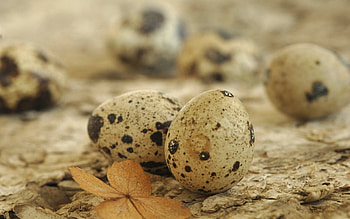 Eggs, Miscellanea, Miscellaneous, Spotty, Spotted, Sheet, Leaf, Quail HD wallpaper