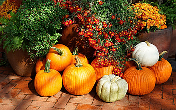 Pumpkins and Flowers, autumn, pumpkins, harvest, flowers HD wallpaper