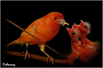 Bird w Chicks, beautiful, , red HD wallpaper