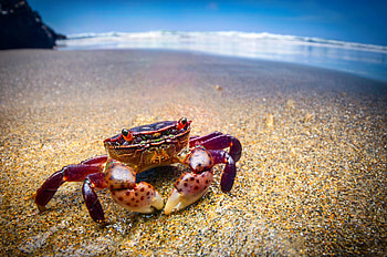 Beach crab , Coastal charm, Seaside vibes, Nature's beauty HD wallpaper