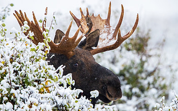 Snowy moose, Winter wilderness, Frosty landscapes, Cold weather HD wallpaper