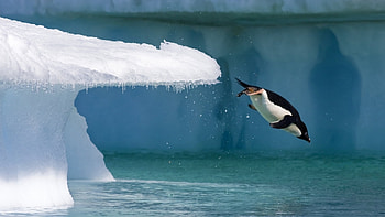 Penguin animal , Posted by Ethan Anderson, Adorable creatures, Nature's wonders HD wallpaper